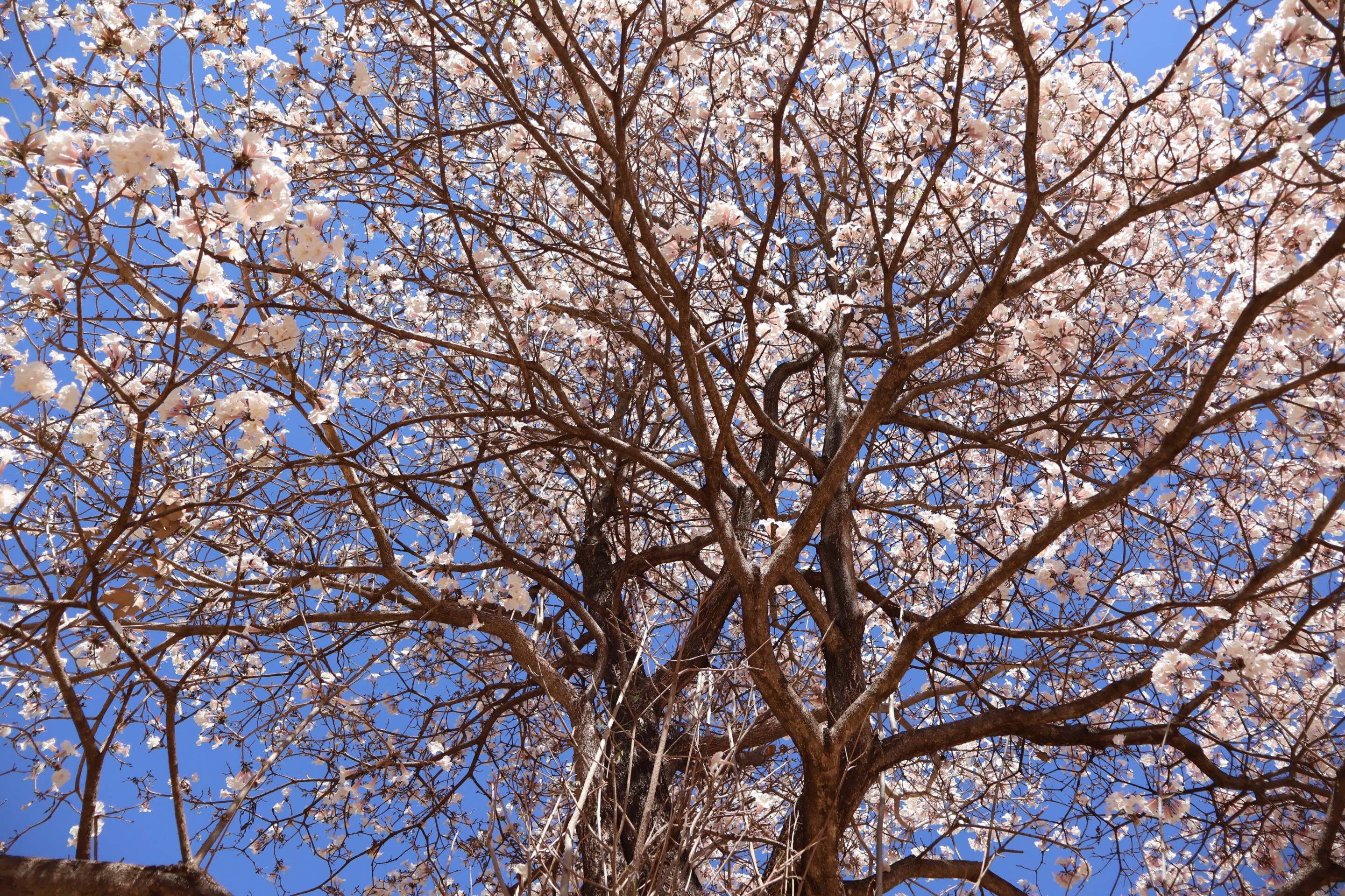  08/09/2025 Bruna Gaston CB/DA Press. Ipê branco, 102 do Sudoeste       