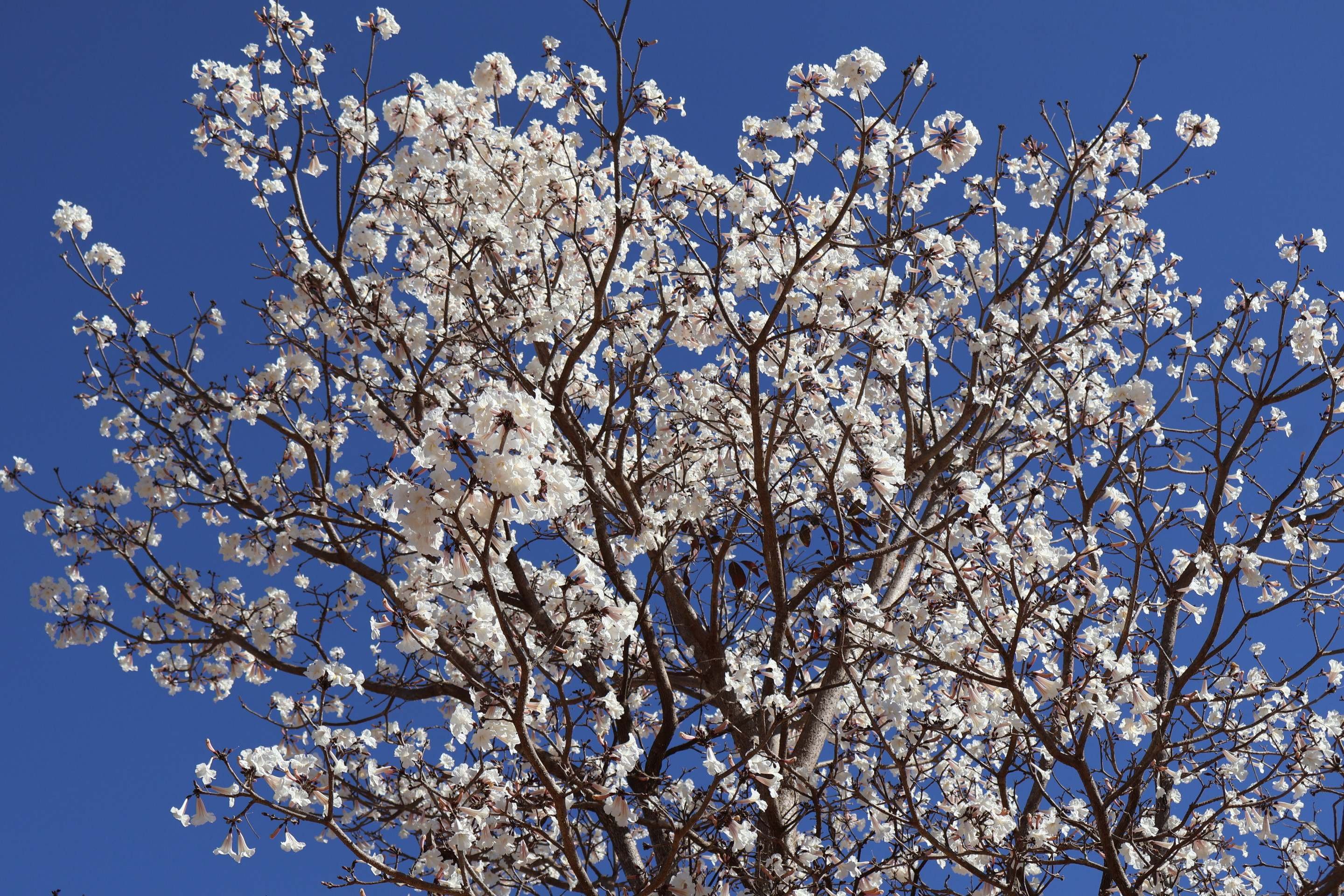 O ipê-branco pode atingir até 16 metros de altura e tem a função ecológica de fornecer abrigo e alimento para pássaros e insetos