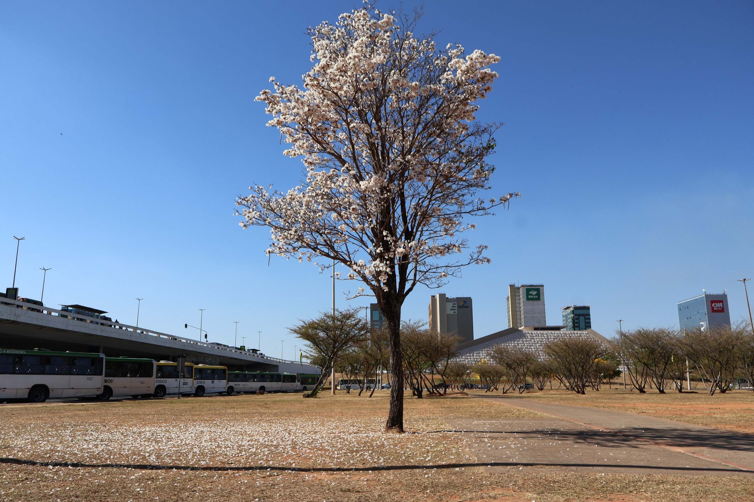 Florada dos ipês-brancos sinaliza que a primavera está chegando