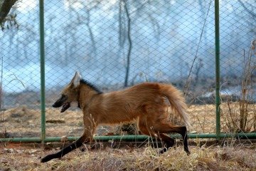 A proposta é aproximar crianças, jovens e adultos dos animais e da importância da conservação da biodiversidade - (crédito: Ed Alves/CB/D.A Press) A proposta é aproximar crianças, jovens e adultos dos animais e da importância da conservação da biodiversidade - (crédito: Ed Alves/CB/D.A Press)