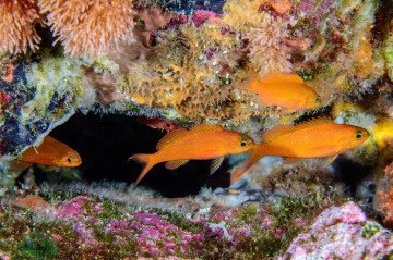 O Choranthias salmopunctatus é um exemplo de espécie de peixe que só existe no Arquipélago de São Pedro e São Paulo, na costa brasileira -  (crédito:  Luiz Rocha/Divulgação )