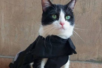 O gatinho Pipo venceu a edição de 2024 do concurso -  (crédito: Reprodução/Instagram Woolie)