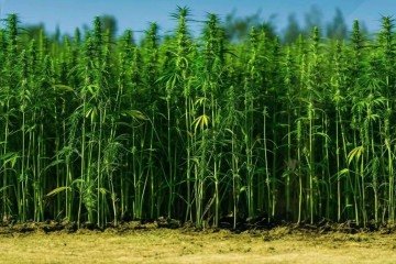 Seminário 'Caminhos Regulatórios para o Cânhamo no Brasil' vai debater e traçar as diretrizes para a regulamentação do cânhamo industrial no país -  (crédito: Divulgação)