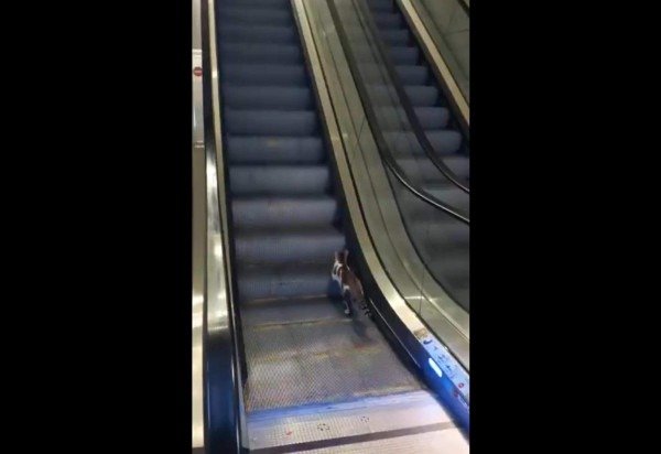 Reprodução/X/@Zamenza