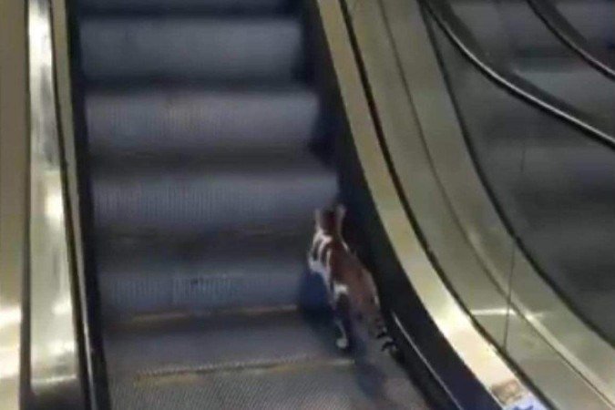 Gato viralizou nas redes após subir a escada no sentido contrário no aeroporto de Istambul -  (crédito: Reprodução/X/@Zamenza)