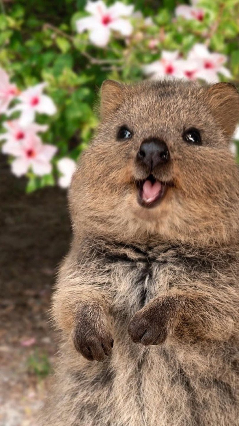 Os quokkas se acostumaram com a presença humana e são conhecidos pela curiosidade. No entanto, é importante lembrar que, apesar de parecerem amigáveis, eles são animais selvagens
 -  (crédito: Reprodução/Instagram)