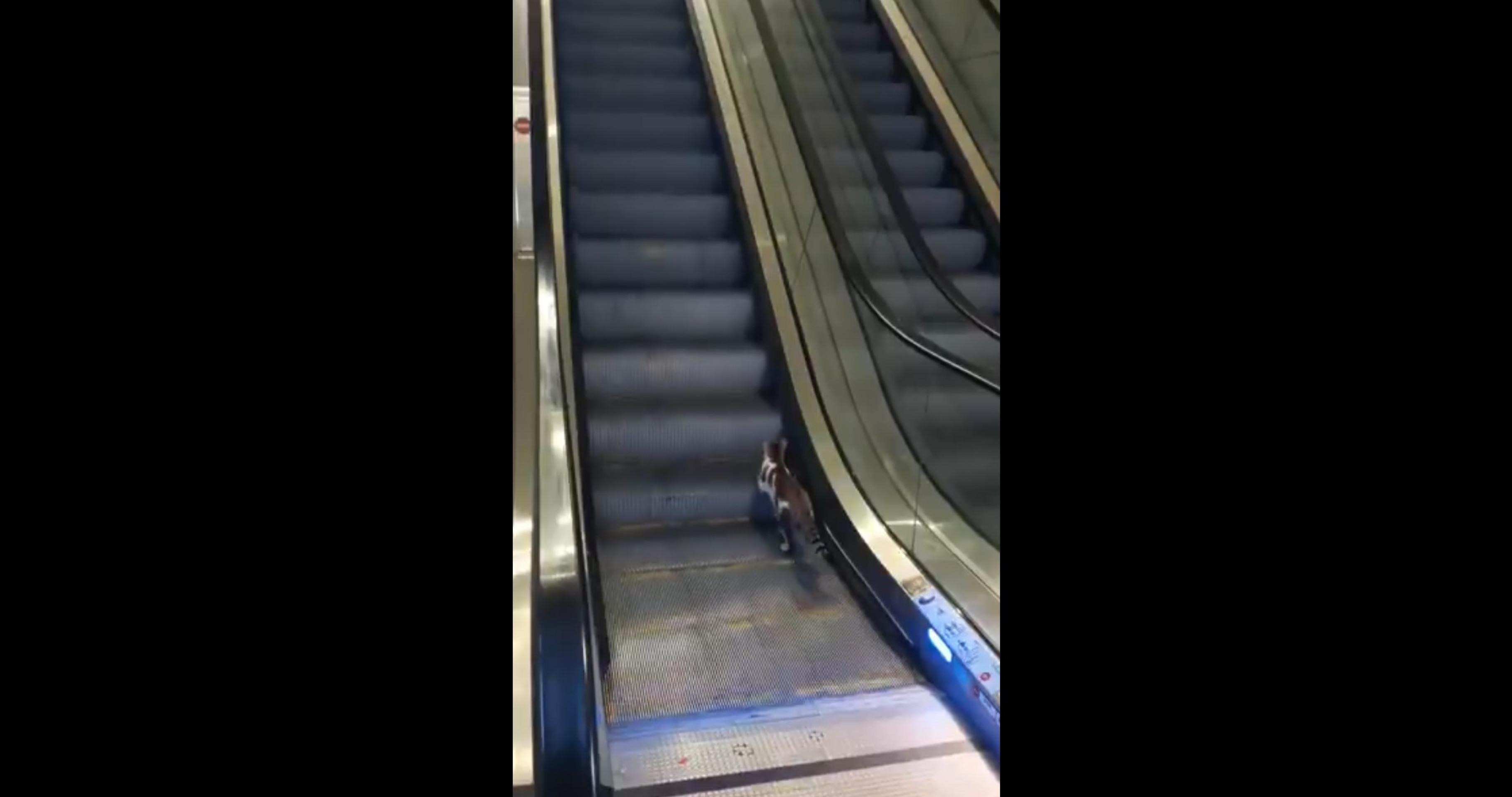 Gato contra escada rolante: veja quem venceu a batalha no aeroporto de Istambul