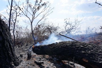 Os órgãos responsáveis coordenam anualmente o Plano de Prevenção e Combate aos Incêndios Florestais  -  (crédito:  Guilherme Felix CB/DA Press.)