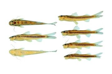 A primeira característica que chamou a atenção dos pesquisadores para a possibilidade de se tratar de uma espécie ainda não descoberta é uma faixa preta presente em toda a lateral do I. arceae 

 -  (crédito: Divulgação/Silva et al. 2025)