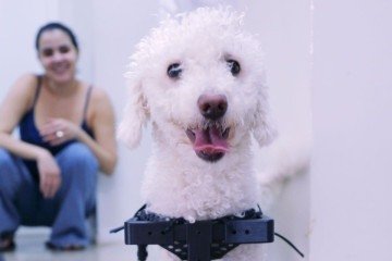 A cadeira foi feita a partir das medidas do Poodle Bili, além das medições comuns como altura, largura do tórax e comprimento -  (crédito: Reprodução/instagram/@uniceub_oficial)