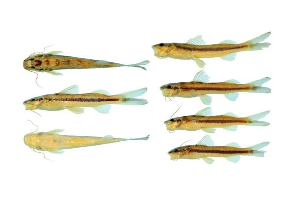 Divulgação/Silva et al. 2025