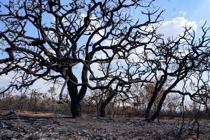 A frequência das queimadas altera a vegetação nativa e afeta as espécies mais sensíveis, pois o fogo favorece as que gostam de ambientes abertos - (crédito: Guilherme Felix CB/DA Press.) A frequência das queimadas altera a vegetação nativa e afeta as espécies mais sensíveis, pois o fogo favorece as que gostam de ambientes abertos - (crédito: Guilherme Felix CB/DA Press.)