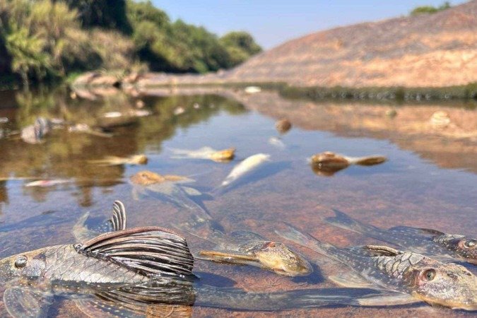 Espécies resistentes agonizam no Rio Paraopeba após possível contaminação -  (crédito: Edesio Ferreira/EM/D.A.Press)