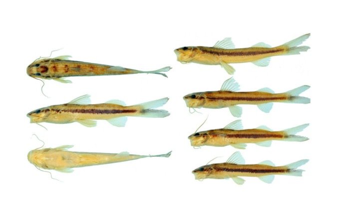 Nova espécie de bagre é descoberta na Amazônia