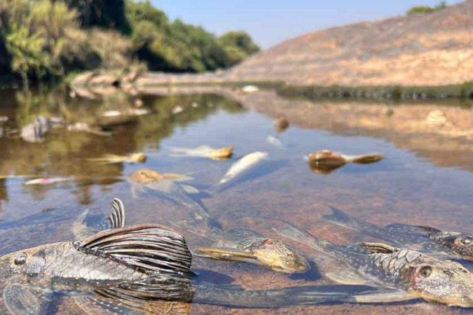 Desde sábado, milhares de peixes, muitos em extinção, apareceram mortos às margens do Rio Paraopeba. Águas límpidas escondem o tamanho do impacto que contaminação pode causar