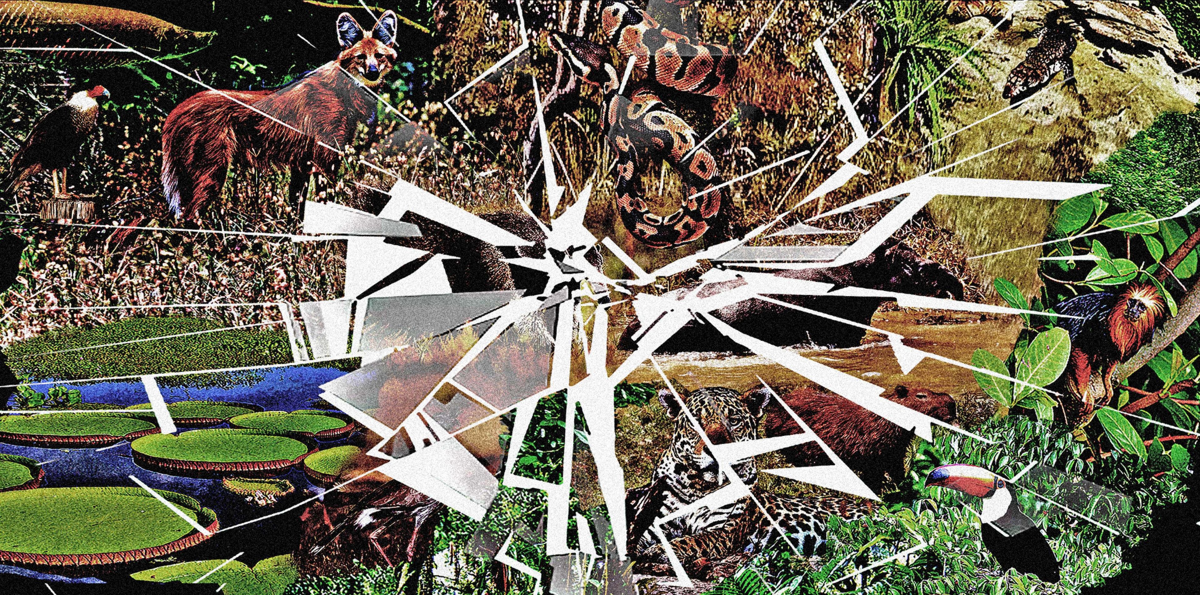 Nada a comemorar no Dia do Cerrado