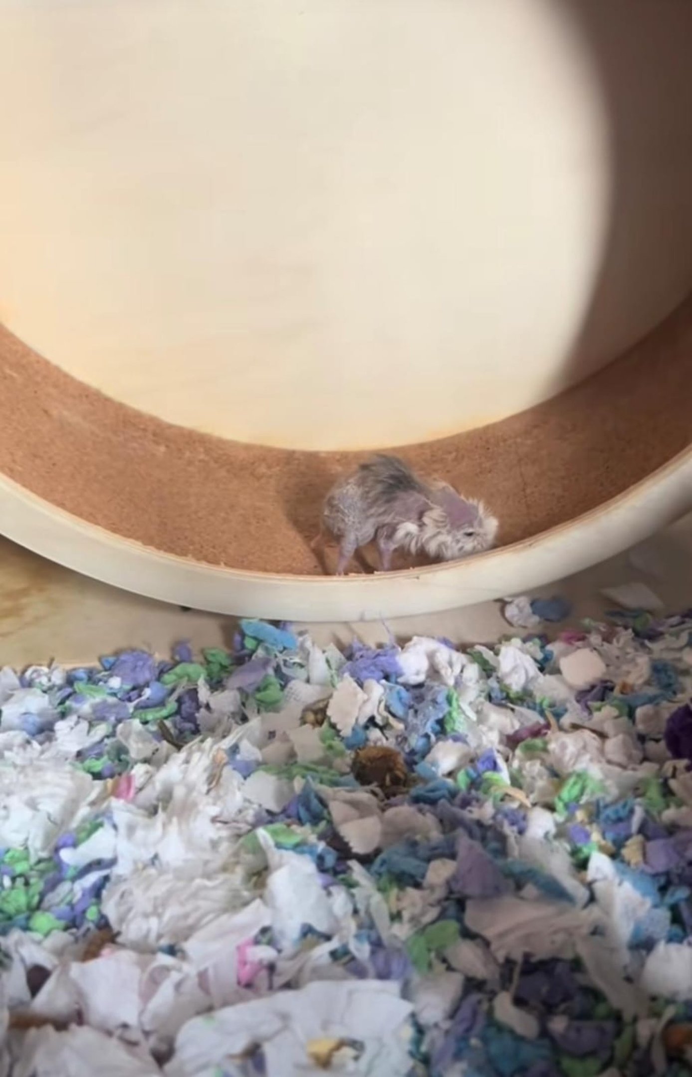 Conheça ‘Vovó Bambi’, a hamster idosa que conquistou a internet