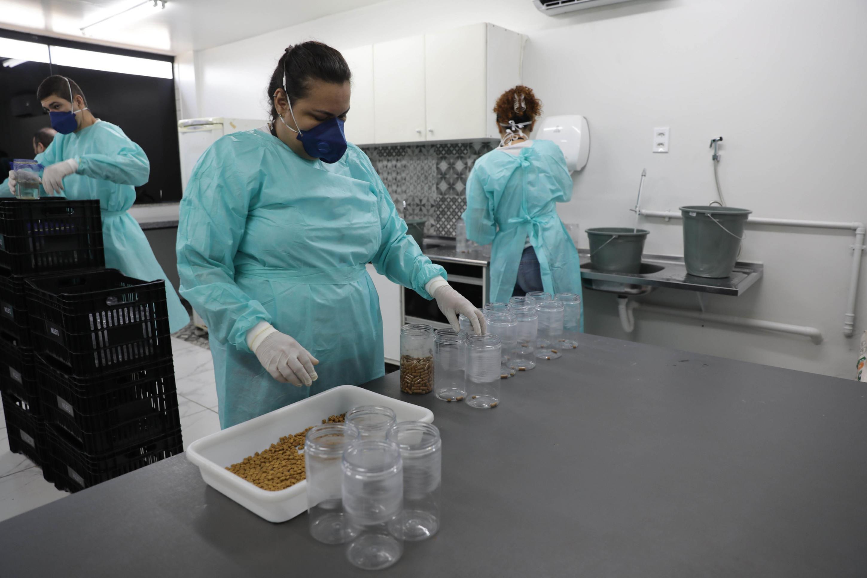 Os mosquitos são manipulados para ajudar na disseminação daqueles que transmitem as doenças