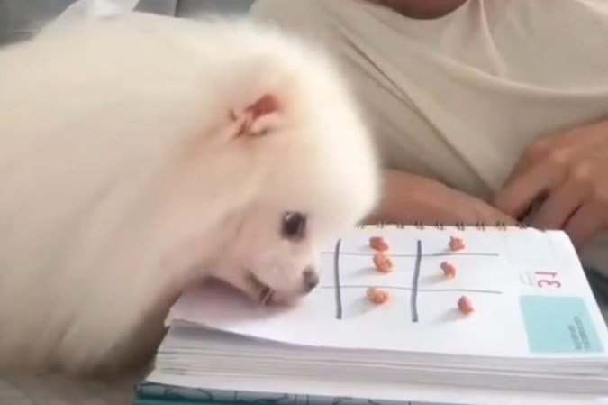 Um vídeo de um cachorro jogando jogo da velha com o dono, viralizou no X -  (crédito: Reprodução/X/@itimaliasof)