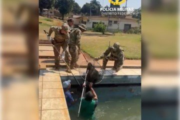 Cerca de 15 capivaras foram resgatadas do Complexo Penitenciário da Papuda -  (crédito: Reprodução: PMDF)