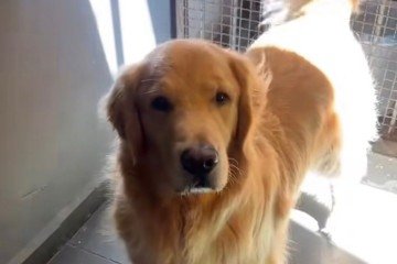 Vídeo do cachorro Abel viraliza nas redes sociais  -  (crédito: Reprodução/Instagram/@louisetaila)