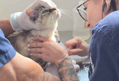Polícia resgata duas gatas em condições de abandono e insalubridade 