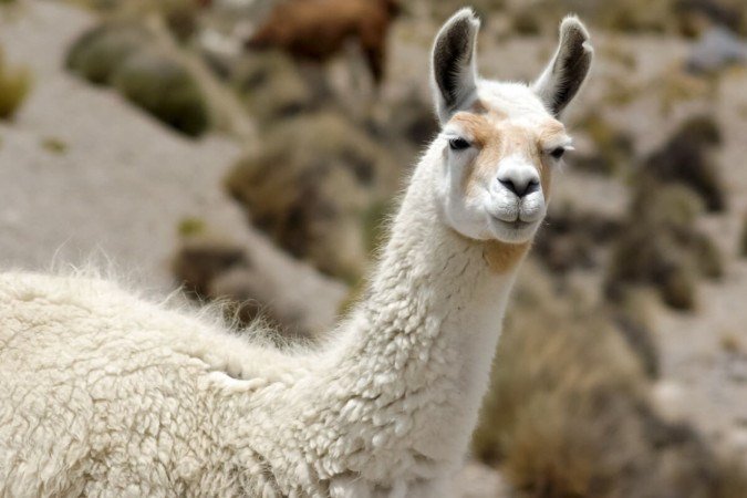 As lhamas desempenham um papel importante na vida da população dos Andes (Imagem: Jakub.it | Shutterstock)  -  (crédito: EdiCase)