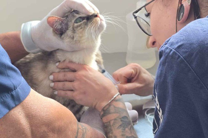 Polícia resgata duas gatas em condições de abandono e insalubridade - (crédito: PCDF/Divulgação) Polícia resgata duas gatas em condições de abandono e insalubridade - (crédito: PCDF/Divulgação)