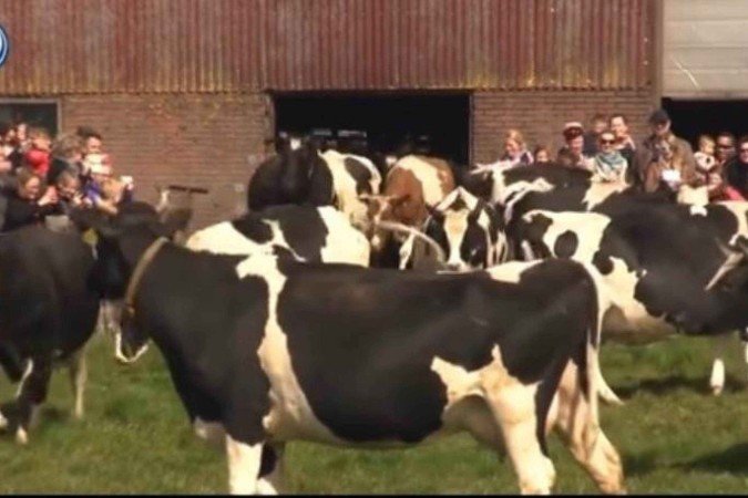 O vídeo viral mostra a felicidade de vacas ao ver a grama após 6 meses de confinamento - (crédito: Reprodução/tiktok/@darswish) O vídeo viral mostra a felicidade de vacas ao ver a grama após 6 meses de confinamento - (crédito: Reprodução/tiktok/@darswish)