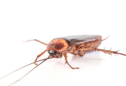 Ocorrência desses animais pode estar ligada tanto a mudanças climáticas quanto a falta de limpeza de ambientes -  (crédito:  Chakri Wachiprasri) -Ocorrência desses animais pode estar ligada tanto a mudanças climáticas quanto a falta de limpeza de ambientes -  (crédito:  Chakri Wachiprasri)