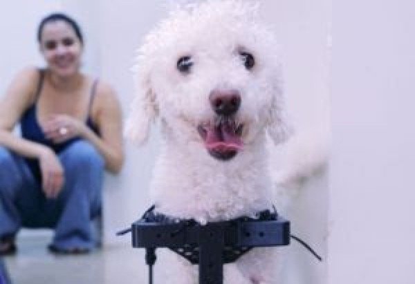 Divulgação/ Centro Acadêmico de Brasília (Ceub)