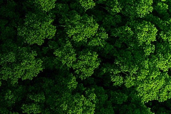 Cabeça Meio Ambiente Direito à água