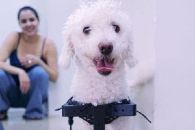 Poodle Bili, com o protótipo de cadeira de rodas feito por estudantes -  (crédito: Divulgação/ Centro Acadêmico de Brasília (Ceub))