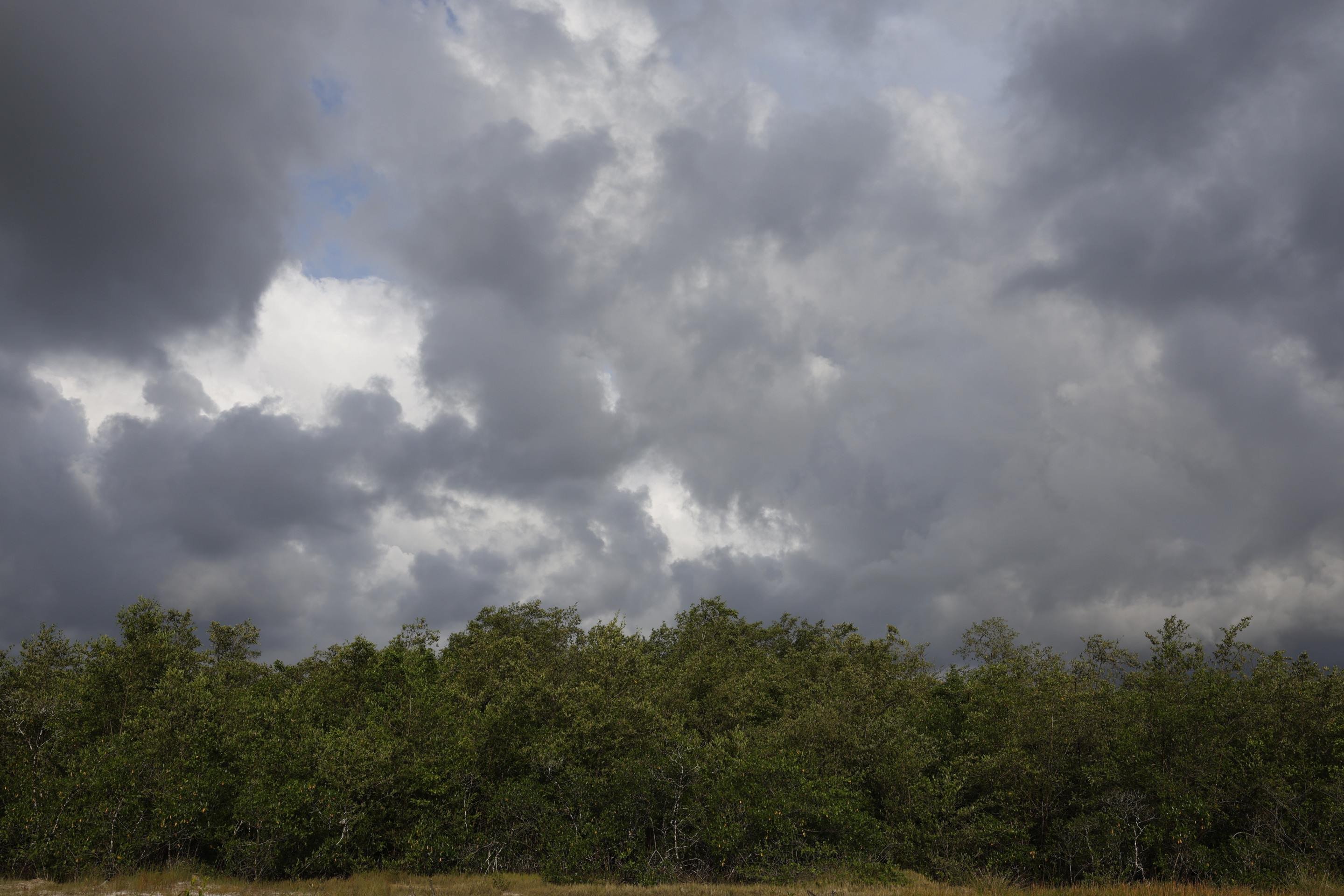 Amazônia se aproxima cada vez mais do 'não retorno', alertam ambientalistas