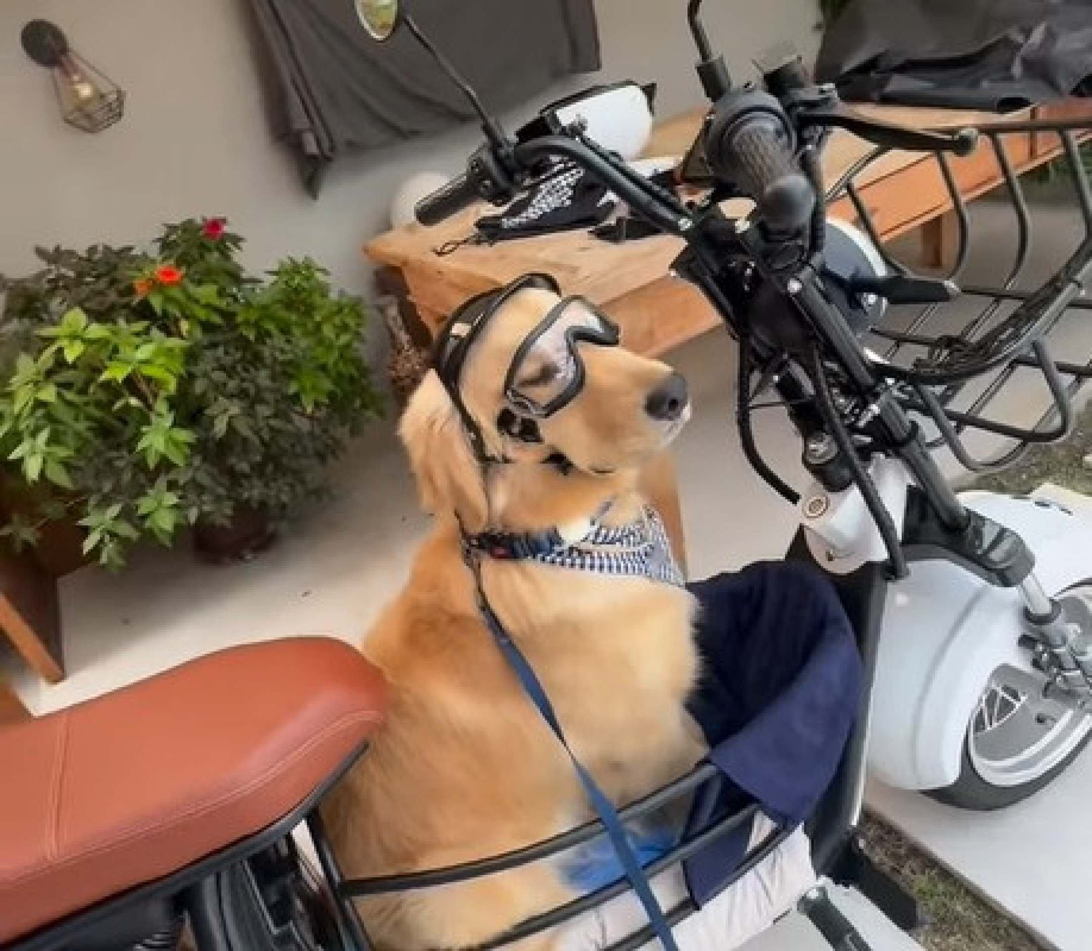 Conheça Luca, o golden motoqueiro