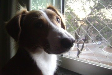 Pingo sofrer com ansiedade de separação 