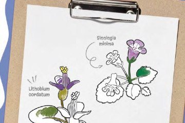 Livro  Colorindo as Plantas de Cavernas 