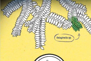 Livro  Colorindo as Plantas de Cavernas 