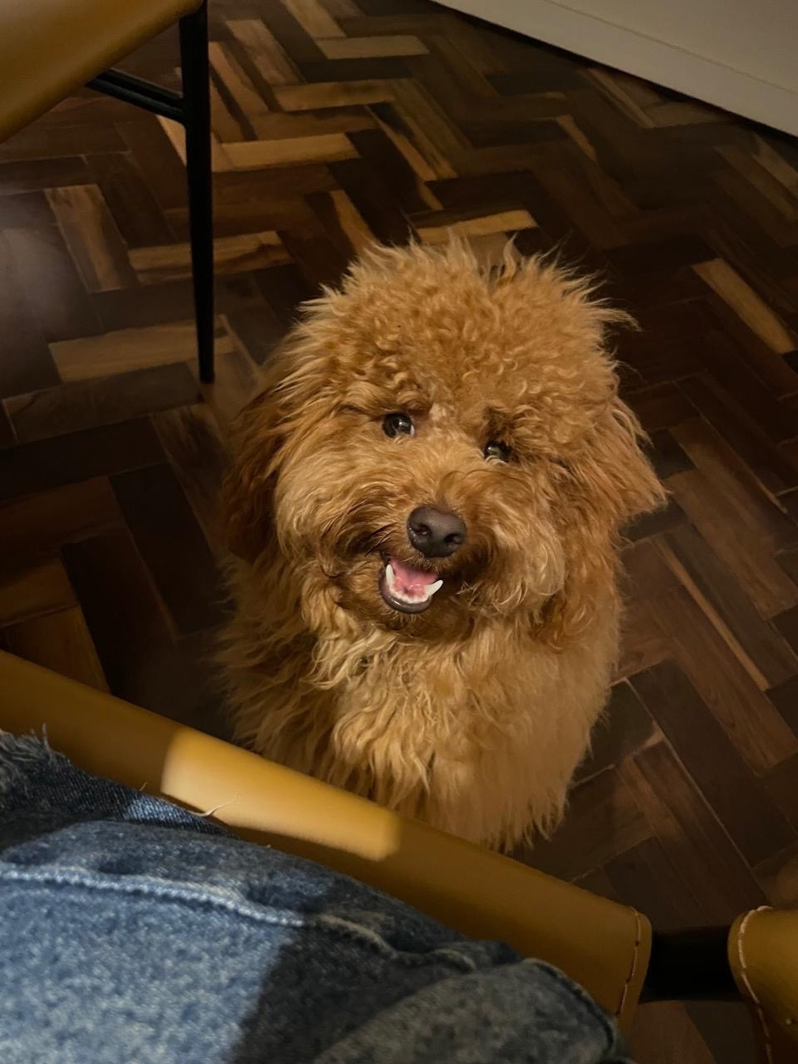 Mais que saudade: os riscos de deixar pets sozinhos por muito tempo