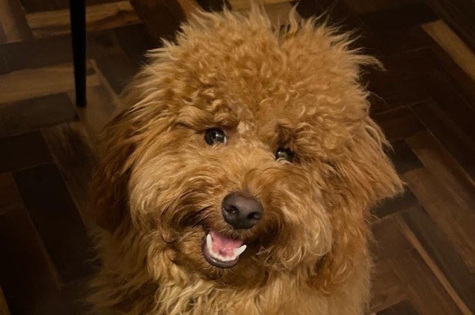 A tutora da Glória adaptou o ambiente para que ela não sofra de ansiedade -  (crédito: Arquivo pessoal)