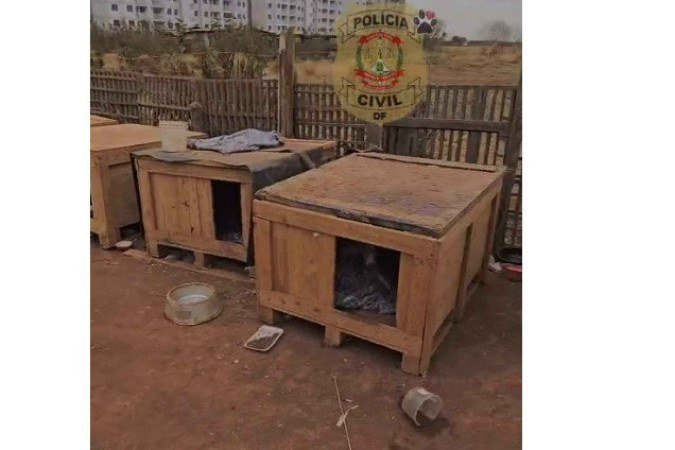 Cães ganharam casinhas novas -  (crédito: PCDF/Divulgação)
