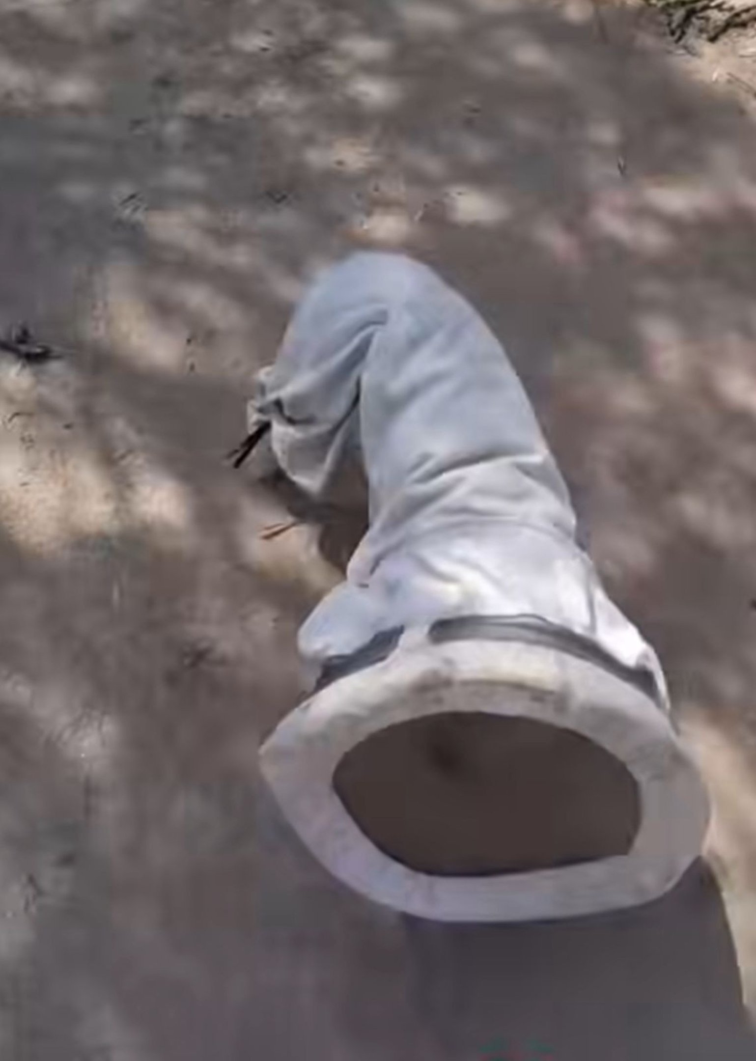 Cão apicultor conquista coração de internautas nas redes sociais