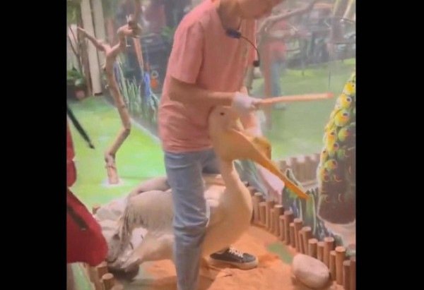 Reprodução/X/@InternetH0F