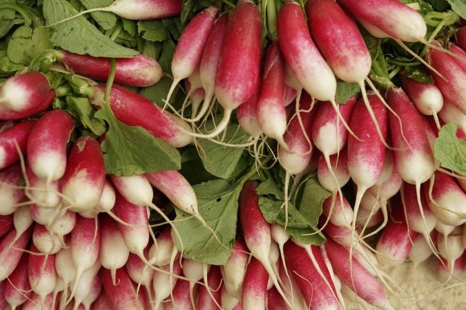 A pesquisa utilizou rabanetes cultivados em solução hidropônica, técnica em que as raízes se desenvolvem em uma solução de água e outros nutrientes, sem uso do solo.  -  (crédito: bruno neurath-wilson/Unsplash)