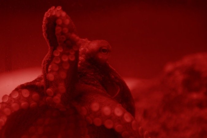 2025. Divirta se Mais. Filme Future Future 2025. Divirta se Mais. Filme Future Future