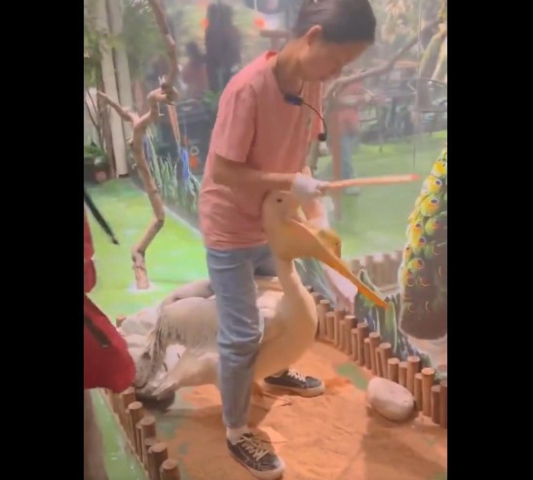 Pelicano tenta comer pato no aviário e leva bronca