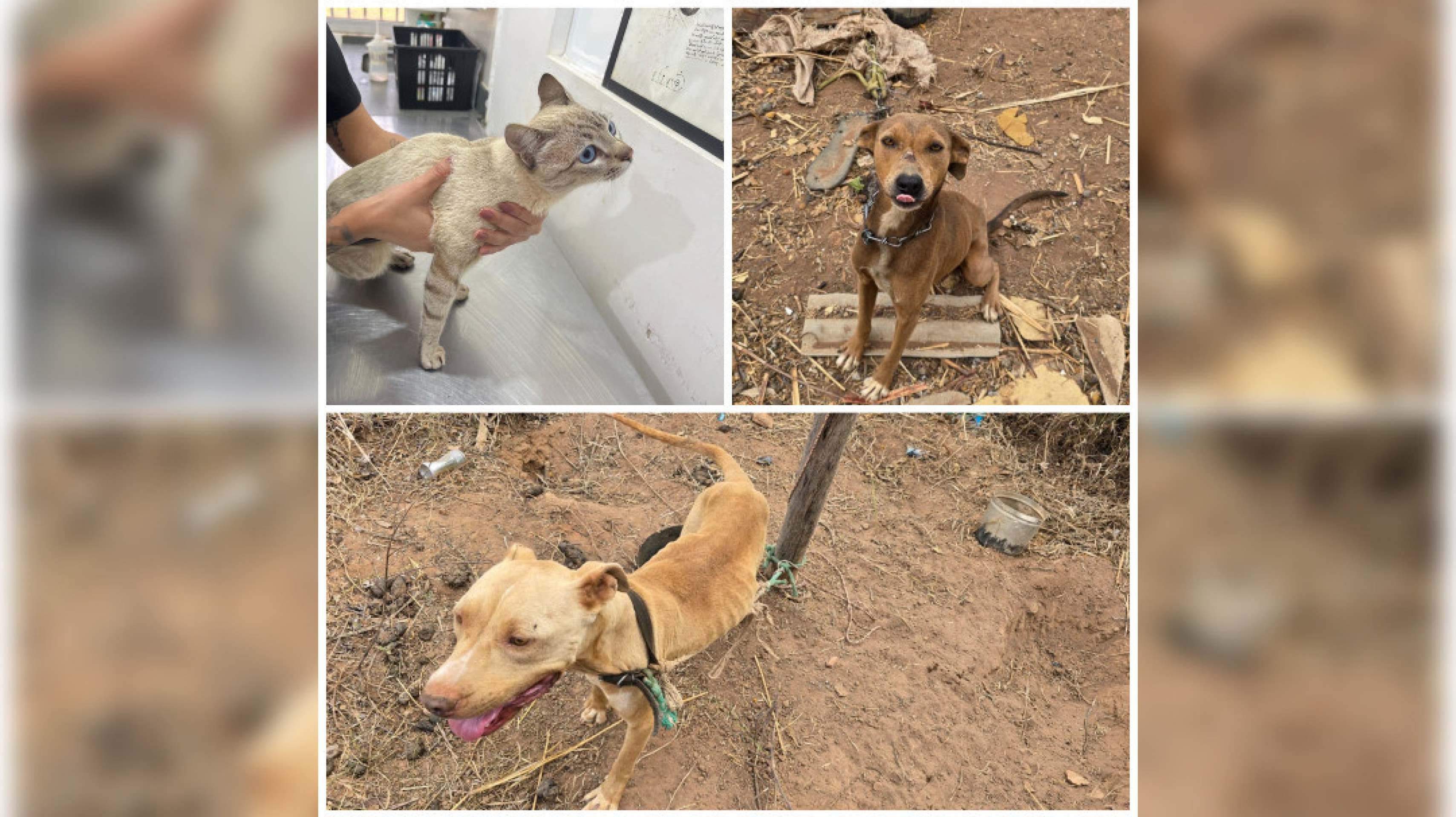 Polícia resgata cães e um gato mantidos em maus-tratos em Planaltina