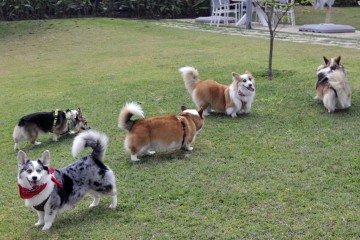 O encontro contou com a presença de 22 Corgis -  (crédito: Minervino Júnior/CB/D.A.Press)