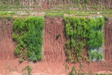 Pesquisadores usam plantas do Cerrado para reflorestar áreas de mineração de ouro