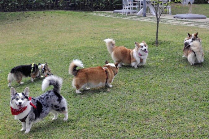 O encontro contou com a presença de 22 Corgis - (crédito: Minervino Júnior/CB/D.A.Press) O encontro contou com a presença de 22 Corgis - (crédito: Minervino Júnior/CB/D.A.Press)